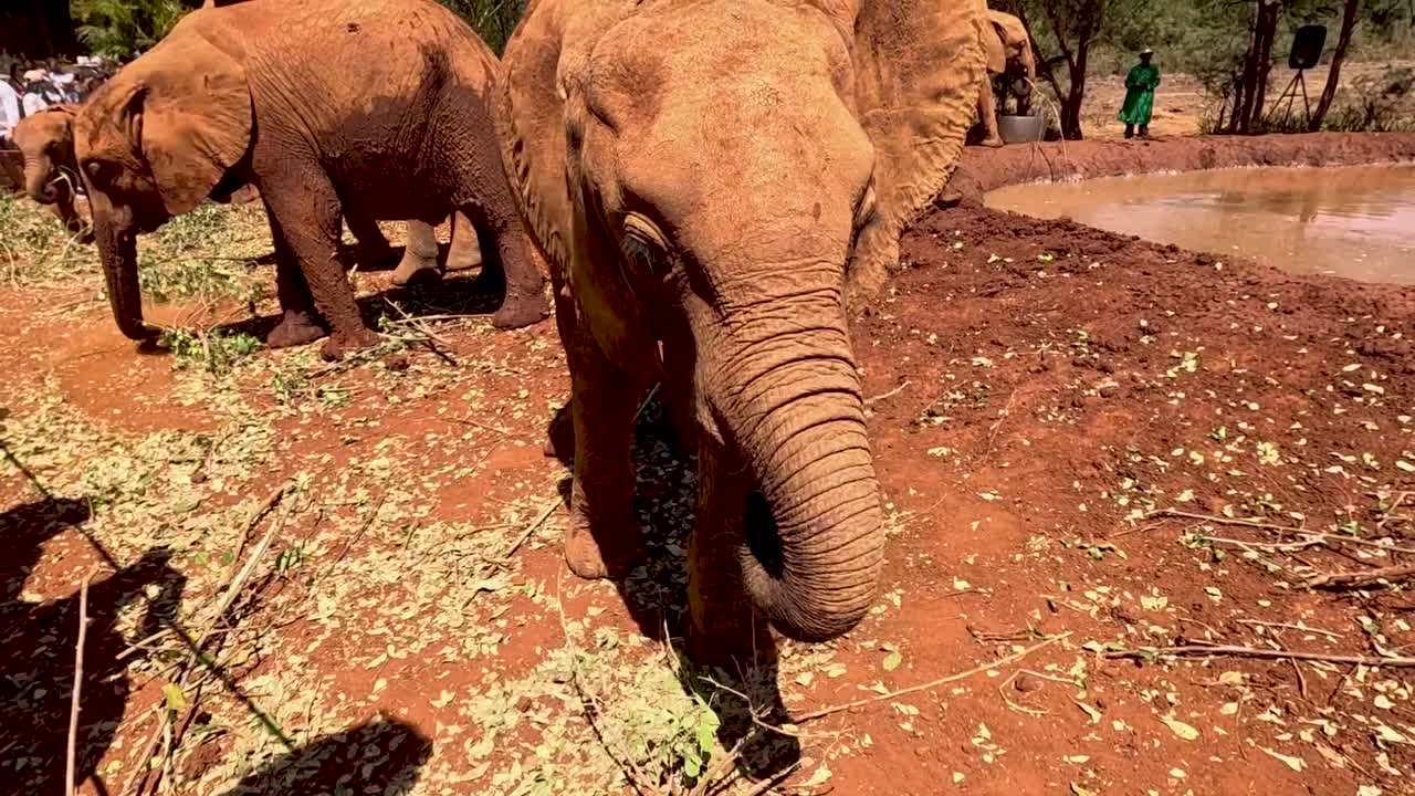 관광객들이 나이로비 케냐에서 바라볼 때 물 구멍으로 나뭇가지를 먹는 어린 코끼리