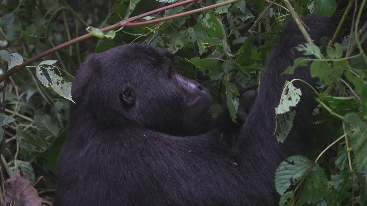 Gorilla selvatico che si nutre nel mezzo della giungla.