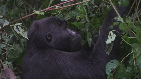 gorila salvaje alimentándose en medio de la jungla