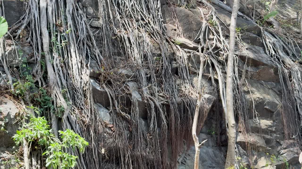 Monkey walks across sunlit road beside rocky, tree-covered slope; handheld camera tracks movement smoothly