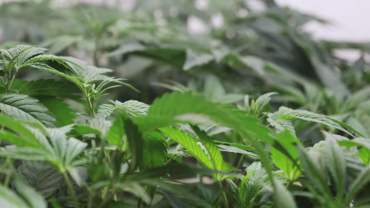 un disparo de una planta de cannabis que crece en una tienda de cultivo