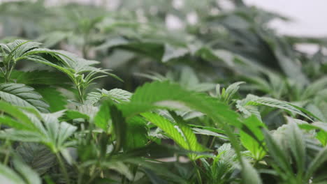 un disparo de una planta de cannabis que crece en una tienda de cultivo