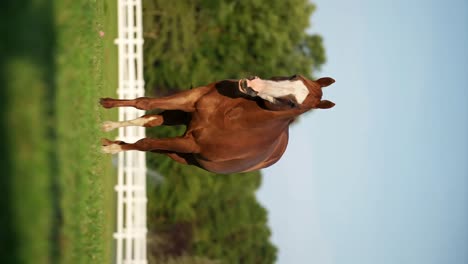 chestnut brown horse walking in the ranch at dusk