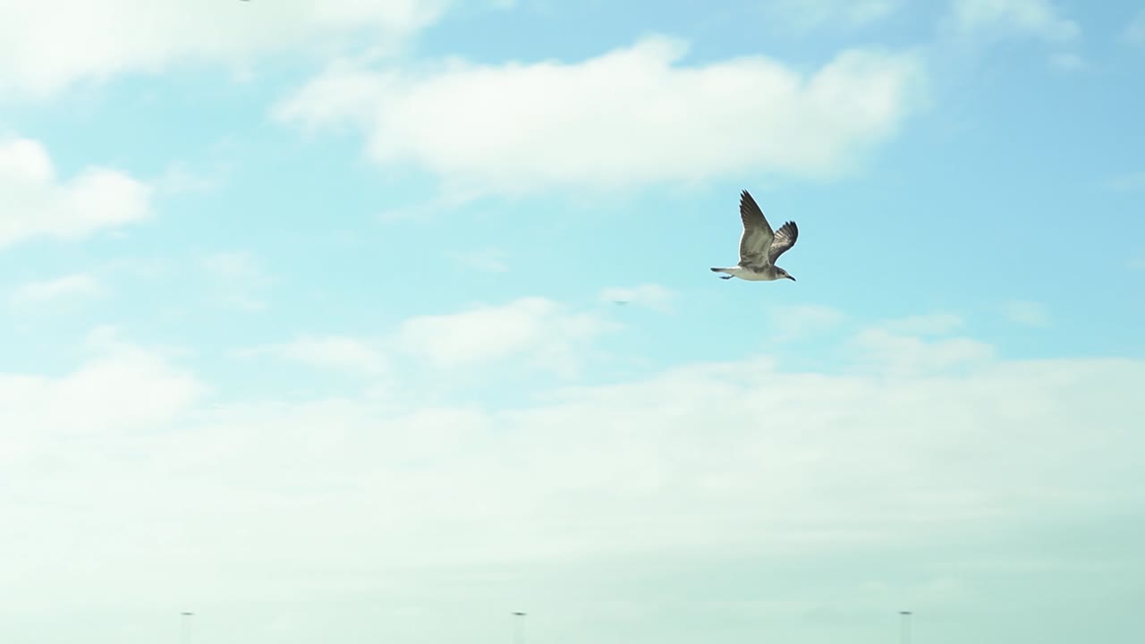 바람 부는 날에 플로리다 주 키웨스트의 청록색 물까지 날아가는 갈매기