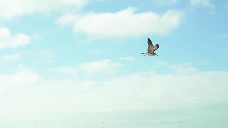 gaviota volando en un día ventoso hasta aguas turquesas en key west, florida