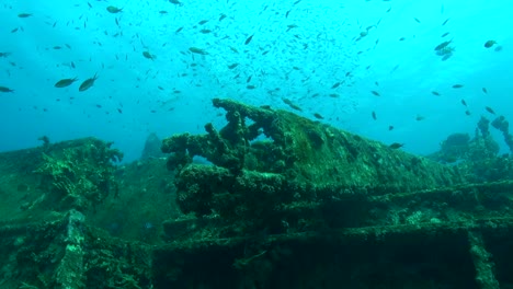 Crane-boom-and-fish-on-the-shipwreck-Veronica