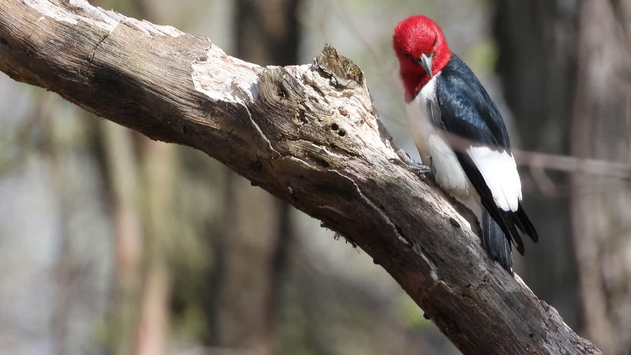 cerca de un pájaro carpintero de cabeza roja donde se posan y picotean en la rama de un árbol en el parque nacional point pelee en canadá