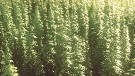Lush green cannabis plants thriving under the sunlight in a vibrant field