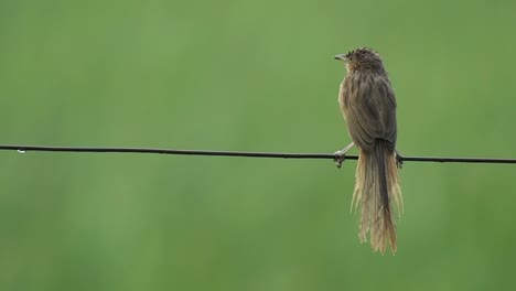 Common-babbler-perching-in-Rain-and-taking-off