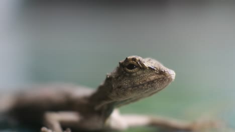 hd video chameleon mane  crawling on floor