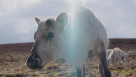 Nahaufnahme-Eines-Rentiers-In-Schottland,-Das-über-Die-Cairngorm-Berge-Läuft,-Mit-Lichtreflexen