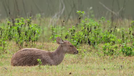 Ciervo-Cerdo-Indio,-Hyelaphus-Porcinus,-Tailandia