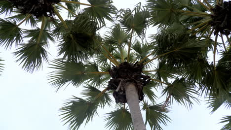 Landscape-of-sugar-palm-tree-view-against-to-sky