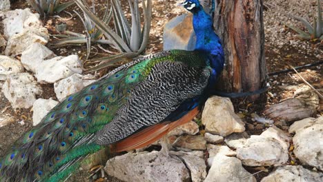 Ein-Pfau-Genießt-Einen-Schönen-Spaziergang-Auf-Der-Holländischen-Karibikinsel-Curacao