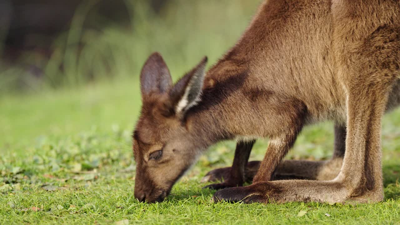 Young Kangaroo Joey Grazing on Green Grass Closeup in Adelaide Hills, South Australia