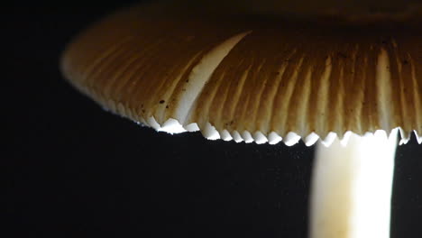miles de esporas lloviendo hacia abajo desde una tapa de hongo - amanita fulva "tawny grisette