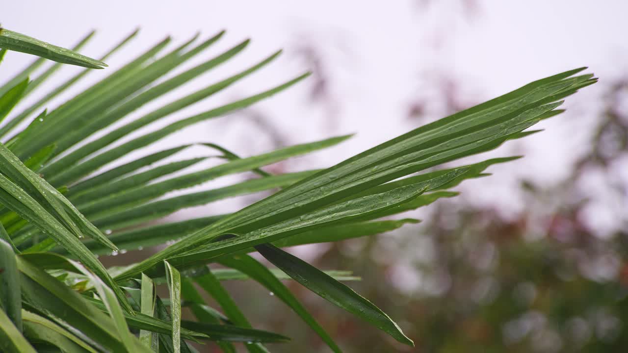 листья пальмовых деревьев, дующие в ветре в дождливый день, покрытые каплями воды