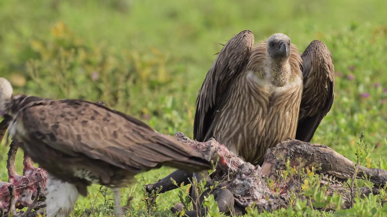 Avvoltoio che si nutre in Africa su una preda nel Parco Nazionale del Serengeti, cibandosi di una carcassa e delle ossa di un animale morto in Tanzania, durante un safari fotografico di animali selvatici africani.