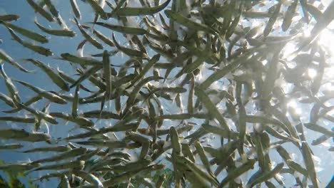 Fish-swimming-in-very-clear-and-transparent-shallow-water