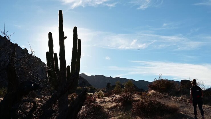 Woman walking by giant saguaro cactus