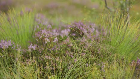 un primer plano del brezo rosa en la hierba verde puntiaguda