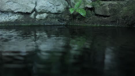 Ein-Kleiner-Pool-In-Der-Mitte-Des-Gartens