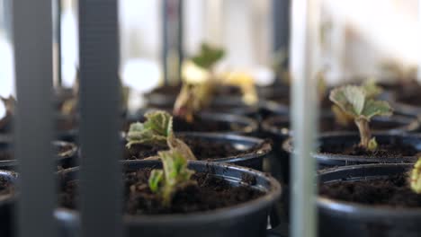 young-strawberry-saplings-in-black-pots,-defocus,-indoor-gardening,-defocus