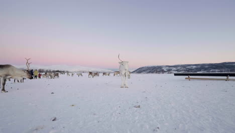 group of reindeers on heavy snow at daytime