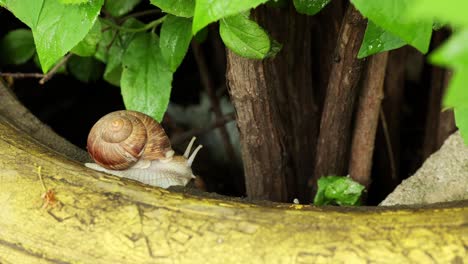 snail resting on the tree bark in rainforest