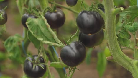 tomates en diferentes colores con diferentes especies-12