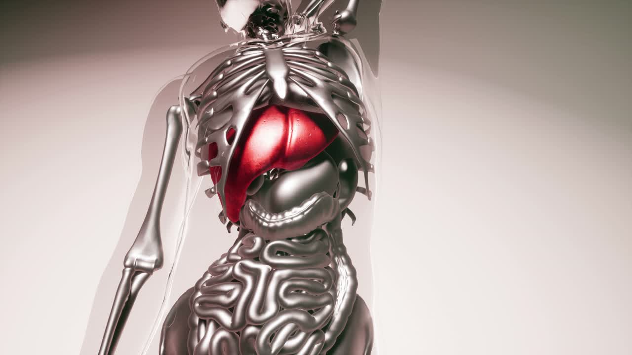 modelo de hígado humano con todos los órganos y huesos