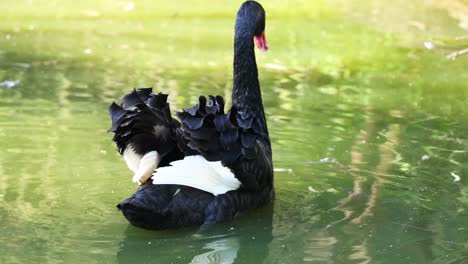 a black swan gracefully swims in a pond