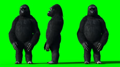 el gorila que habla graciosamente, el pelaje realista, la animación en pantalla verde.