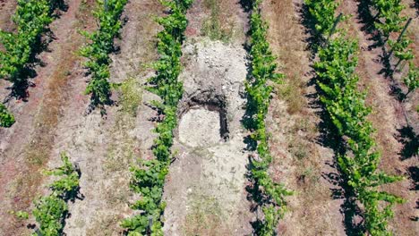 Pozo-De-Prueba-Con-Suelo-Calcáreo-Para-La-Acidez-Del-Vino-Entre-Vides-De-Sauvignon-Blanc-En-Espaldera-En-El-Valle-De-Leyda,-Chile