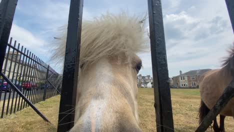 two shetland ponies are behind metal railings in a field near houses