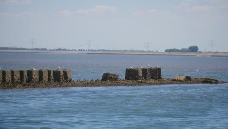 Amazing-scenery-of-seagulls-standing-on-top-of-a-piece-of-land-in-the-middle-of-the-sea-in-slowmotion