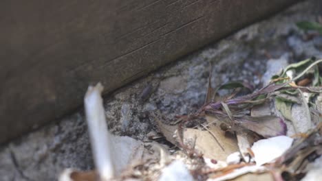 A-Potato-Bug-Crawling-On-The-Ground-Near-Pile-Of-Dry-Leaves-Outside---medium-shot