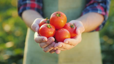 the farmer's hands hold juicy red tomatoes fresh vegetables from farming