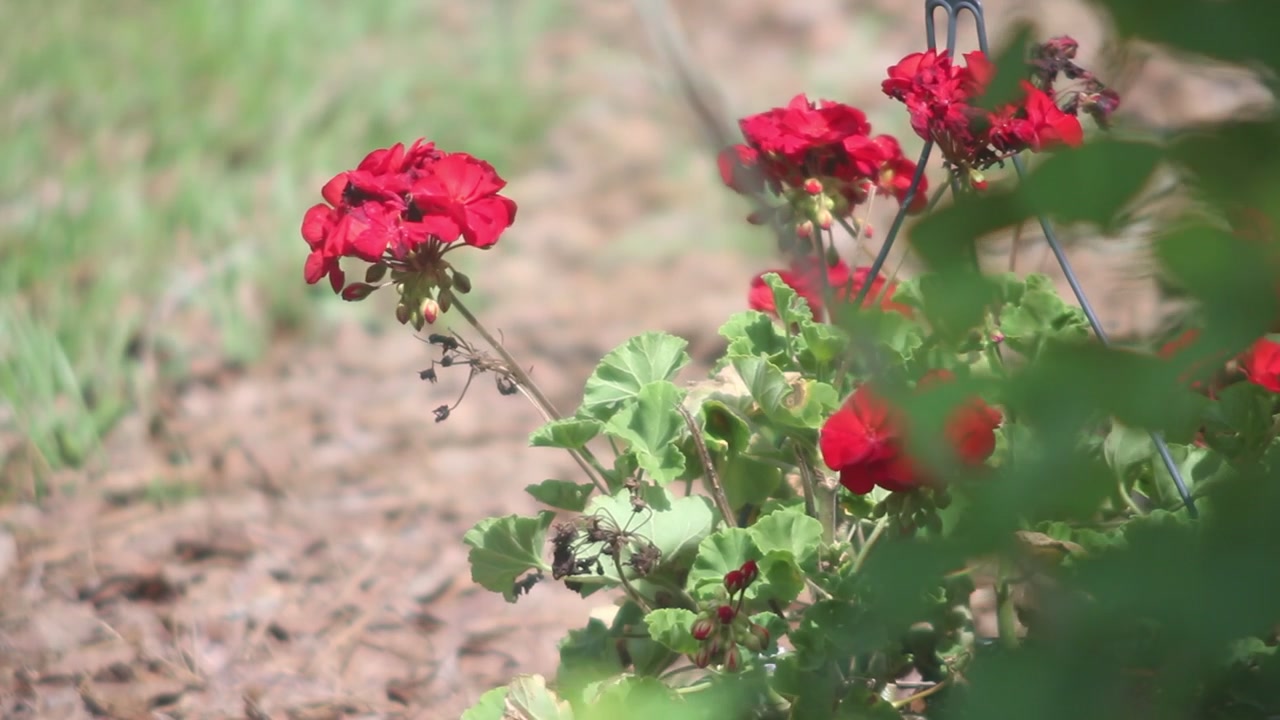 Flower Bush in the Garden