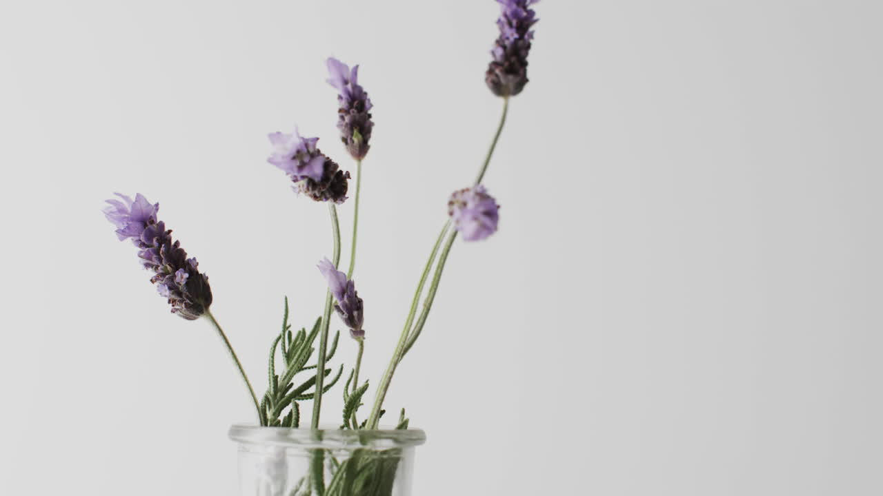 Video di fiori di lavanda in un vaso di vetro con spazio per il testo su sfondo bianco