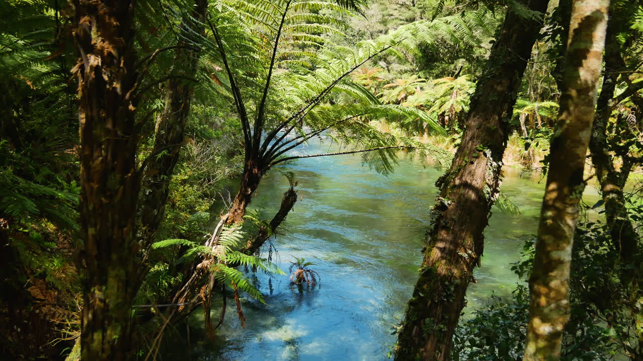 Movimiento de cámara descendente de helechos y el tranquilo río Tarawera durante un día soleado en Nueva Zelanda