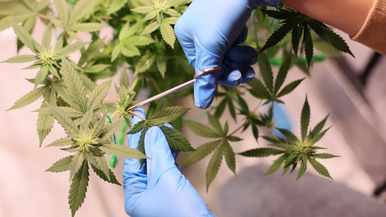 Cannabis pruning process