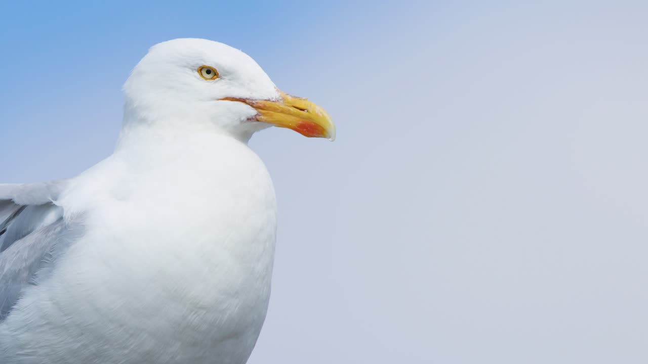 A European Herring Gull stands still, slowly turning its head against a bright, overcast sky. Soft natural lighting, steady camera, medium close-up framing