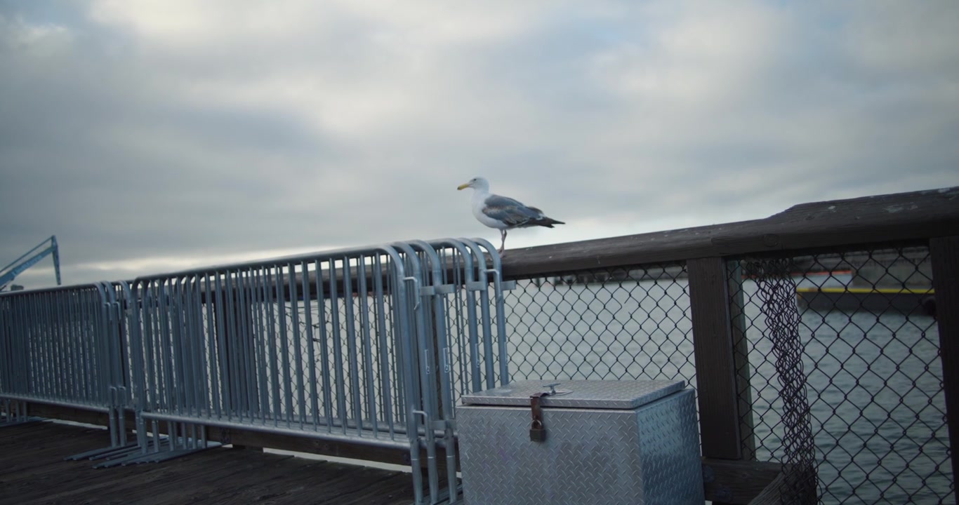 4K cinematic shot of a seagull perched on a pier railing at dusk in San Francisco. Soft evening light creates a peaceful waterfront wildlife scene with coastal atmosphere.