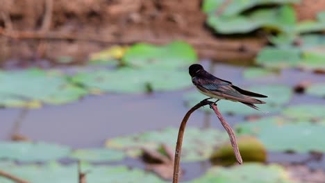 un pequeño pájaro de rápido movimiento que se encuentra en casi todas partes del mundo, la mayor parte del tiempo volando para atrapar algunos insectos pequeños