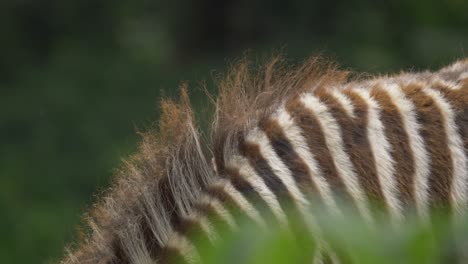 detail shot of the stripes of a zebra