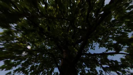 hyperlapse wide angle fov shot of moving towards a tree in a green field on a sunny summer day