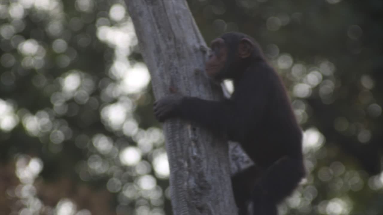 A chimanse monkey wiggles on a tree, warm and sunny day, nature and jungle