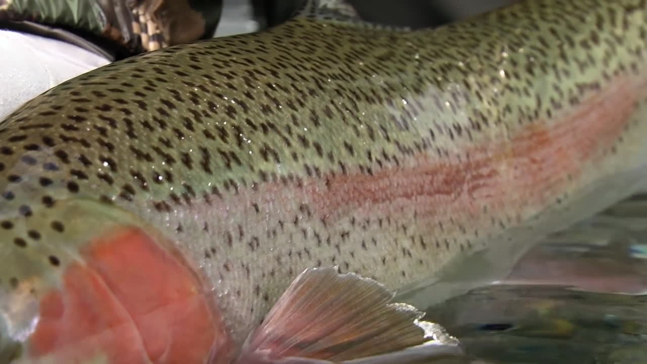 큰 송어 트로피