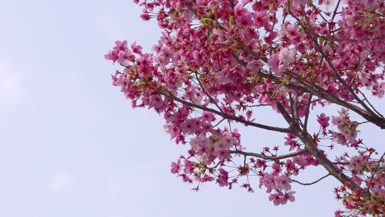 Full bloom pink Sakura tree against blue sky, looking up